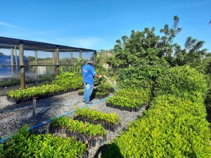 Programa de Proteção à Flora 1